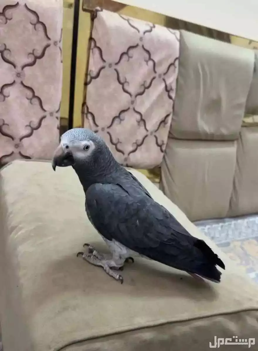 للبيع بغباءً كاسكو ماشاءالله  في الرياض بسعر 2800 ريال سعودي