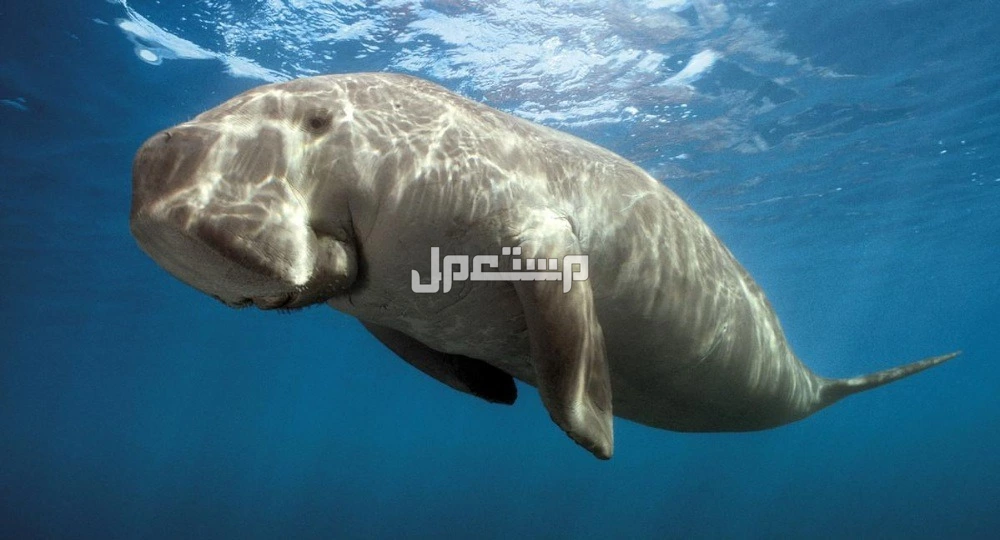 الحيوانات المهددة بالانقراض في السعودية.. قائمة كاملة بالصور الأطوم