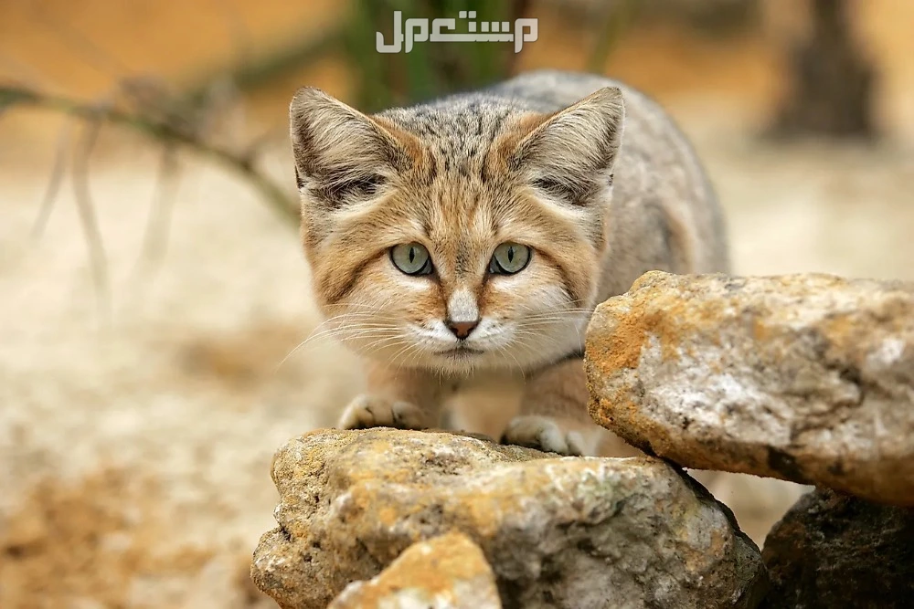 الحيوانات المهددة بالانقراض في السعودية.. قائمة كاملة بالصور الحيوانات المهددة بالانقراض في السعودية