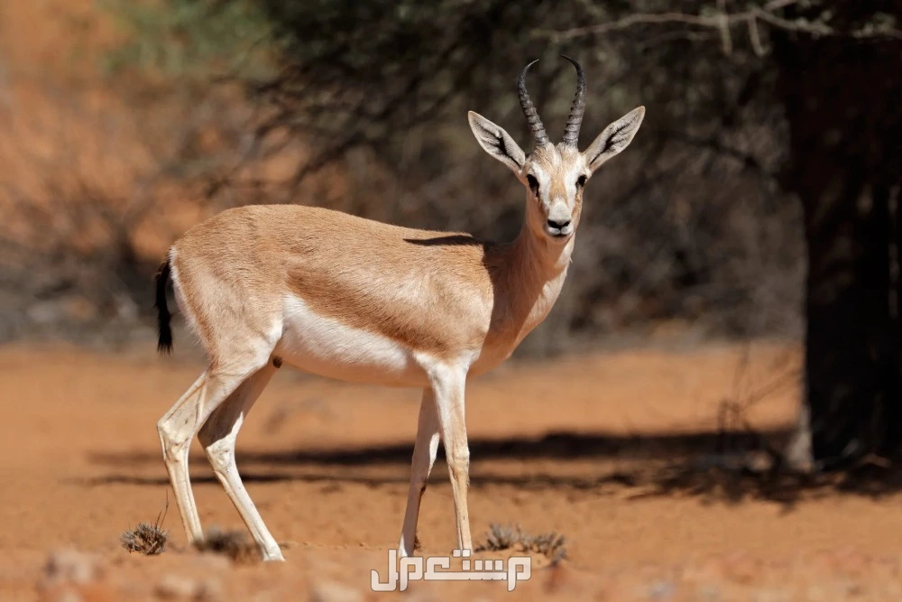 الحيوانات المهددة بالانقراض في السعودية.. قائمة كاملة بالصور حيوانات مهددة بالانقراض