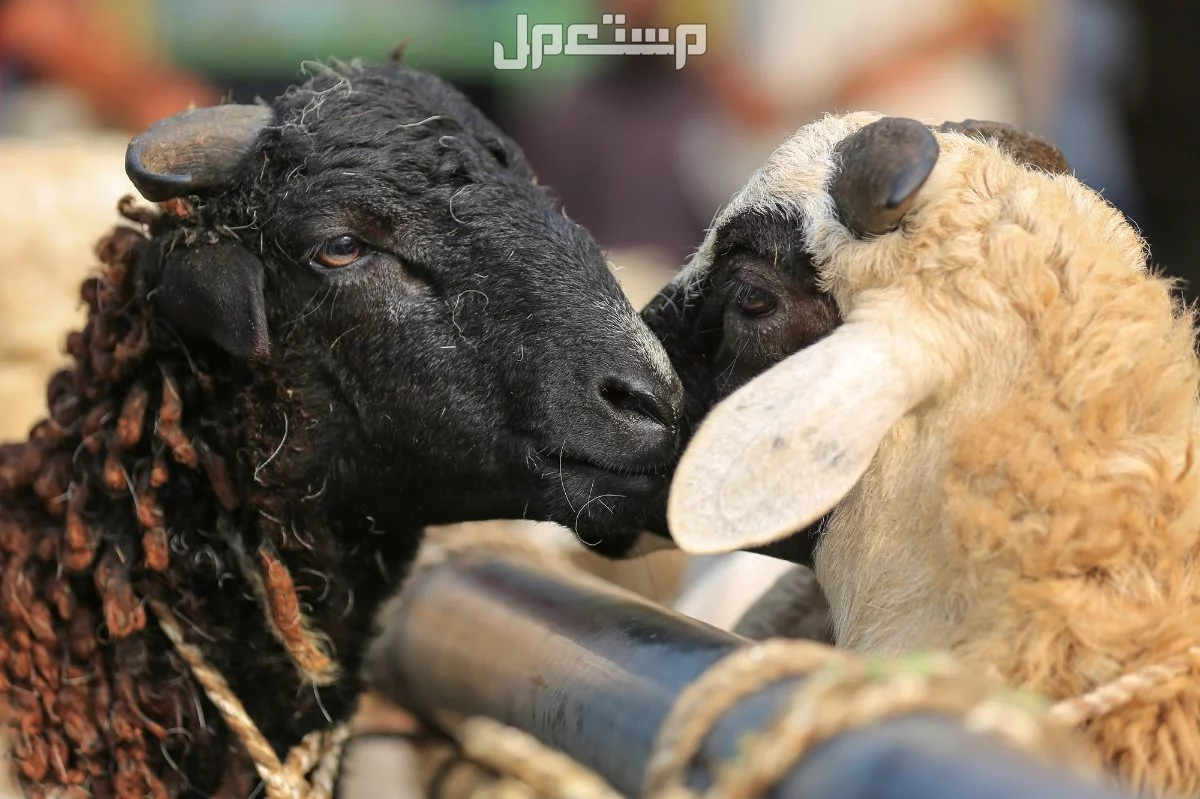 عقيقة المولود الجديد في السعودية.. الأماكن والعادات لاستقبال المولود