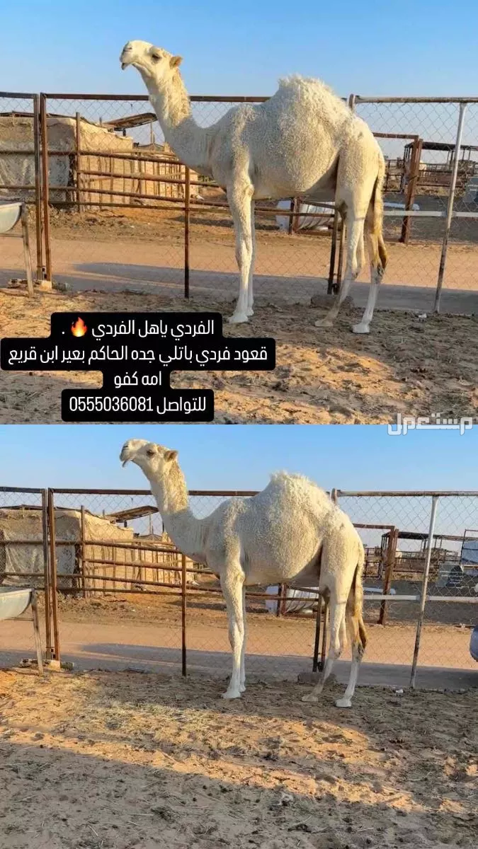 قعود اوضح باتلي للبيع جده الحاكم السوم 24 الف