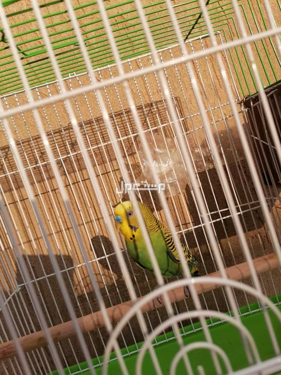 للبيع طير بادجي ذكر بالقفص في محافظه القويعيه في الجلة السعر 90 ريال
