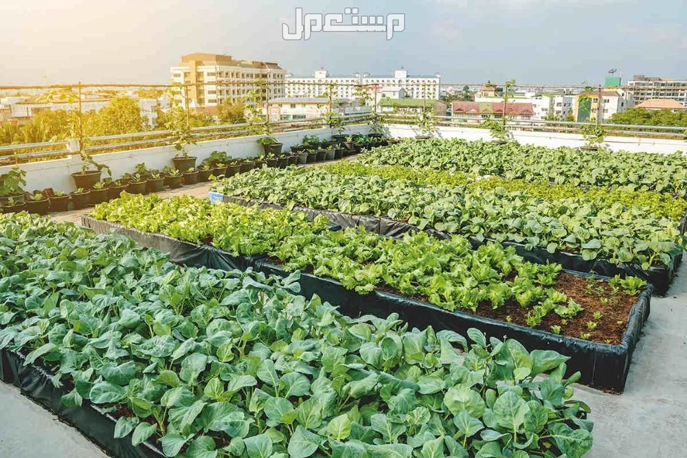 جدول مواعيد زراعة الخضروات والفاكهة 2025 بالصور جدول مواعيد زراعة الفاكهة 2025