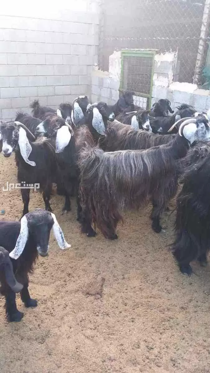 معزا مراح عارضيات للبيع في خليص بسعر 1700 ريال سعودي