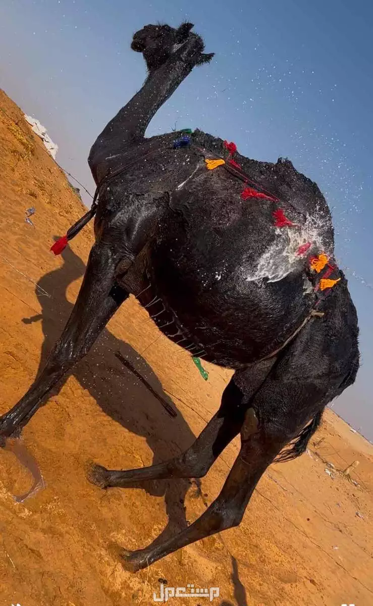 خلفه مجهم ام ثالث تحتها قعود سنه 5 شهور