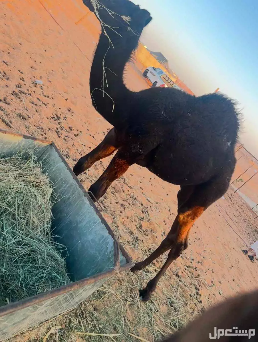 خلفه مجهم ام ثالث تحتها قعود سنه 5 شهور