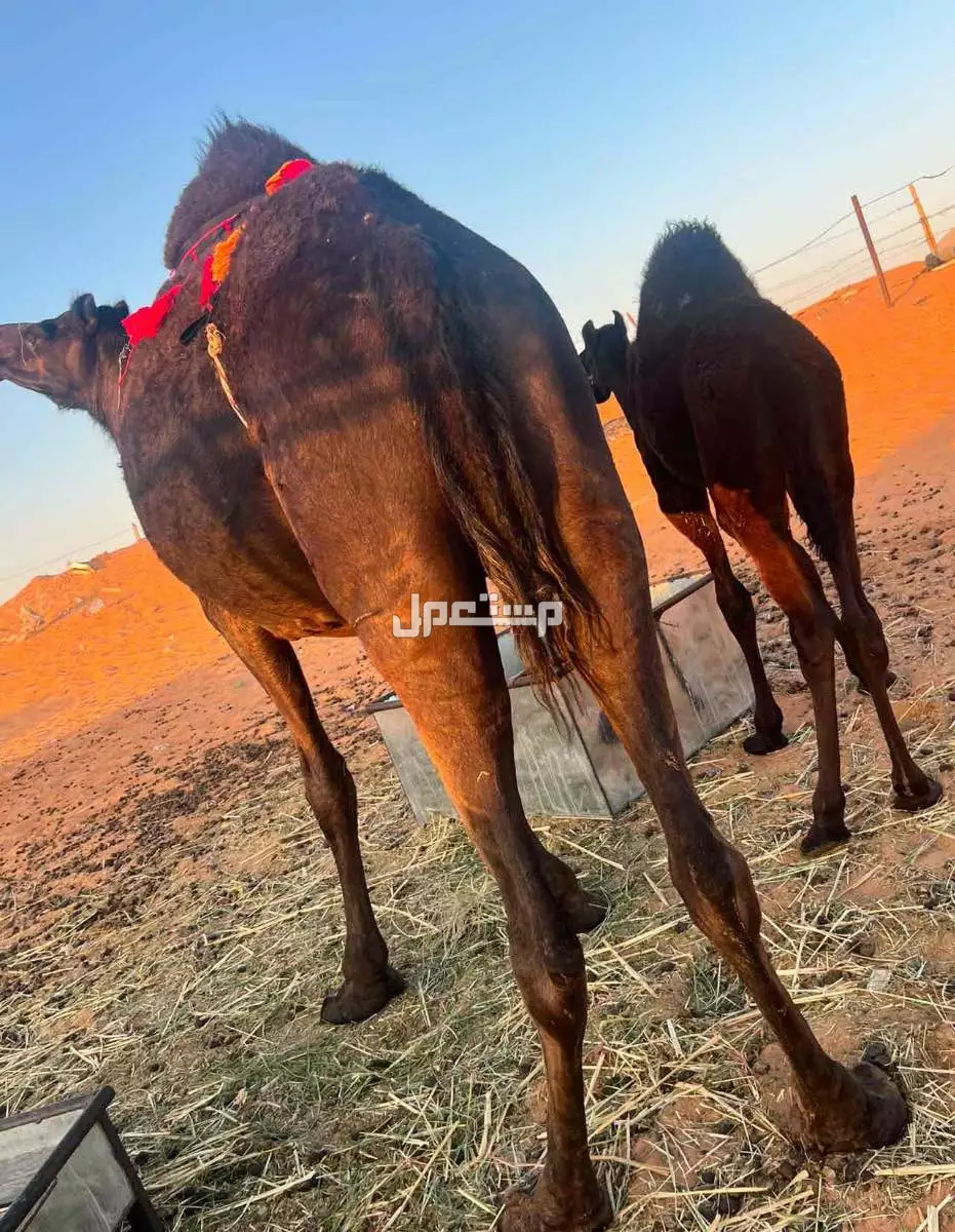 خلفه مجهم ام ثالث تحتها قعود سنه 5 شهور