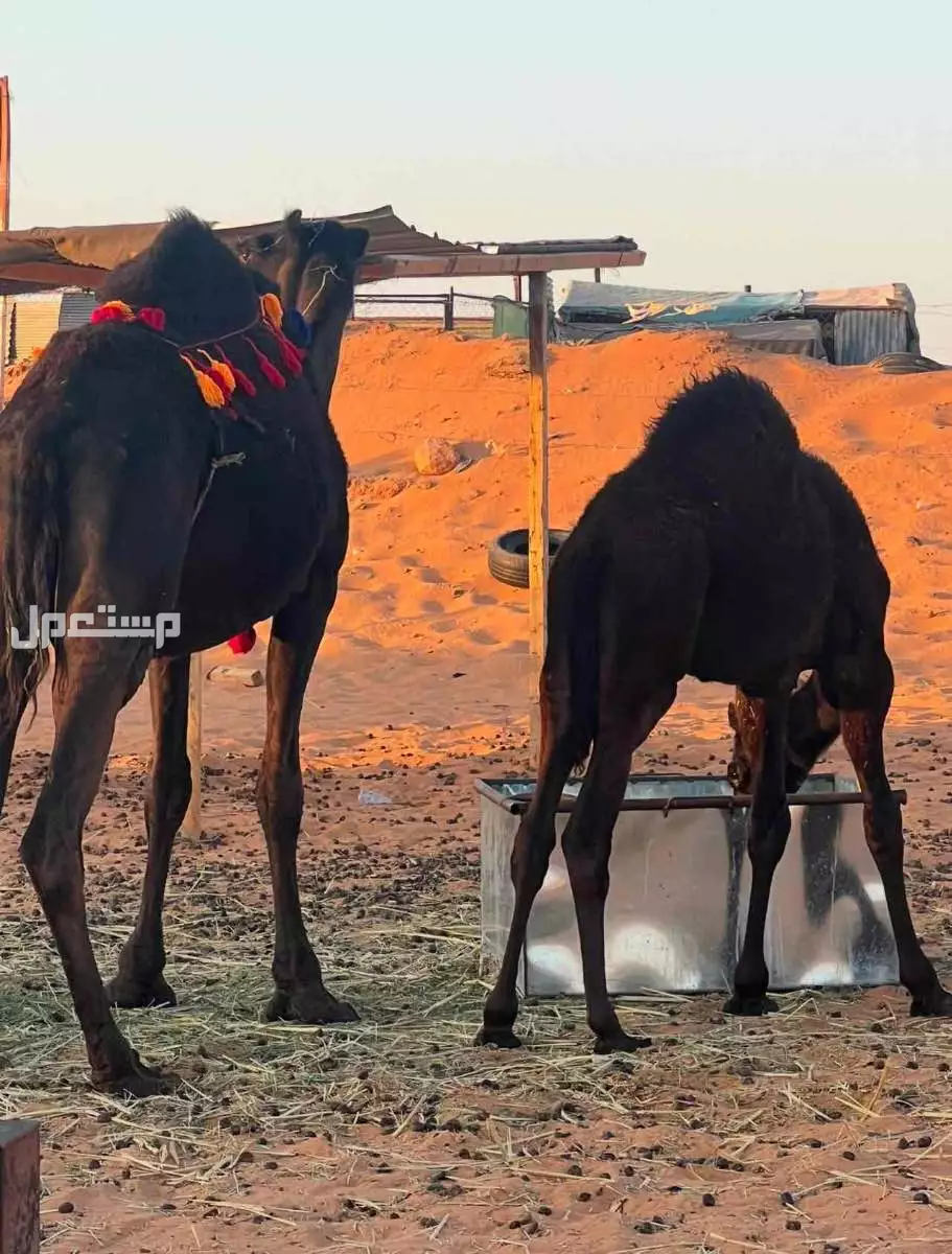 خلفه مجهم ام ثالث تحتها قعود سنه 5 شهور