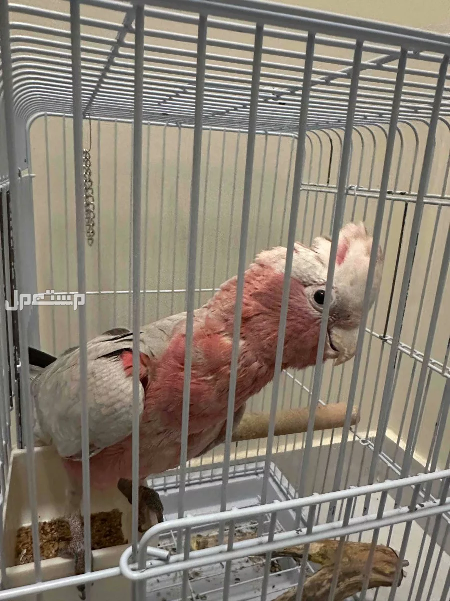 ببغاء كوكاتو قالا للبيع في الخبر على السوم