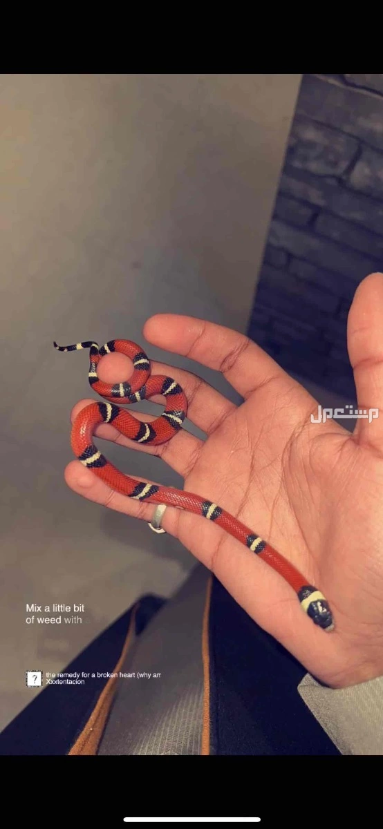 ثعبان القوتشي سنيك للبيع الرياض