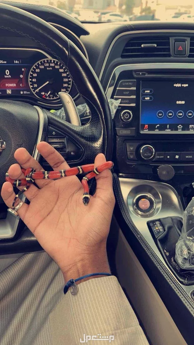 ثعبان القوتشي سنيك للبيع الرياض