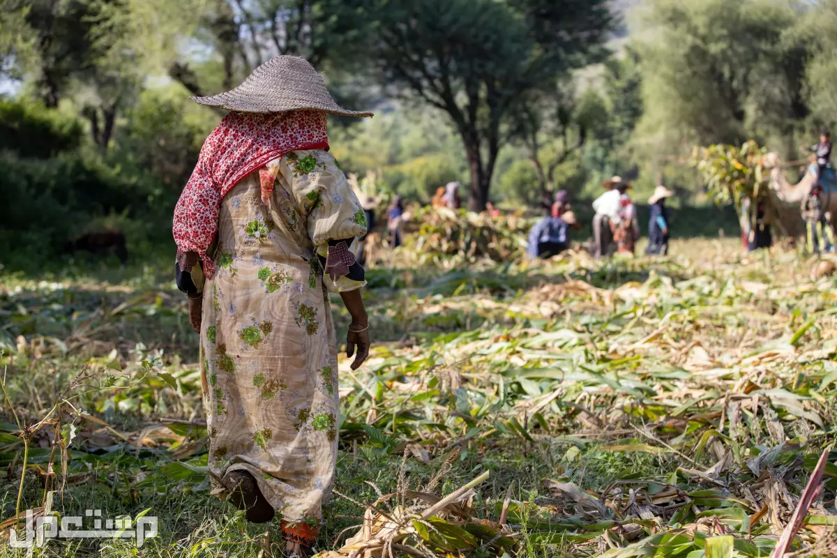 شروط ومتطلبات الدعم الريفي للنساء: المستندات اللازمة وكيفية التقديم استعلام عن دعم ريف
