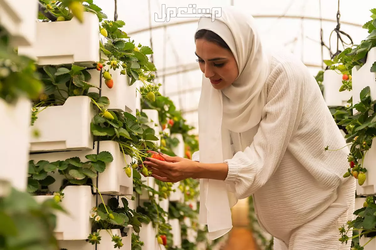 شروط ومتطلبات الدعم الريفي للنساء: المستندات اللازمة وكيفية التقديم من هو مستحق الدعم الريفي؟