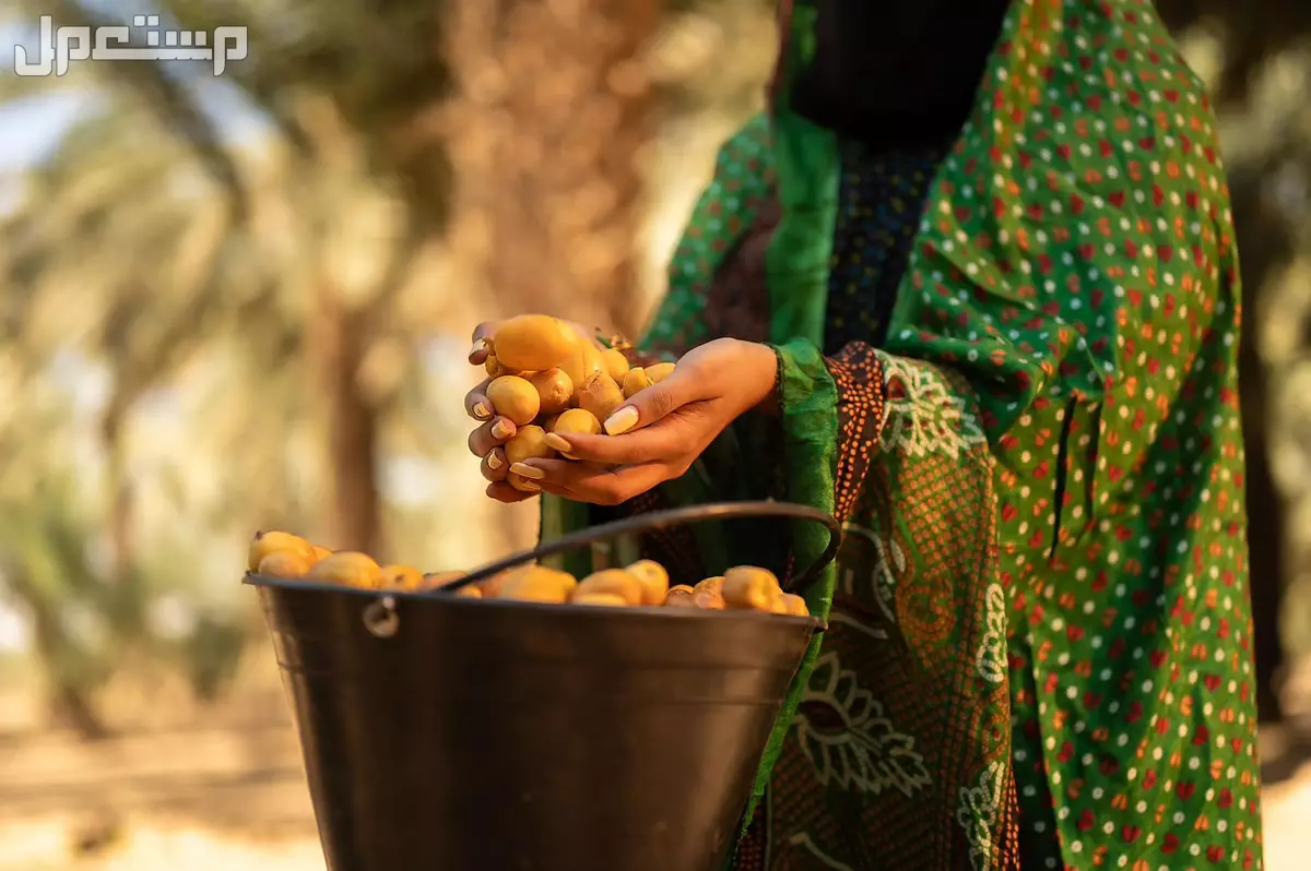 شروط ومتطلبات الدعم الريفي للنساء: المستندات اللازمة وكيفية التقديم هل يجوز أخذ الدعم الريفي بدون مشروع؟
