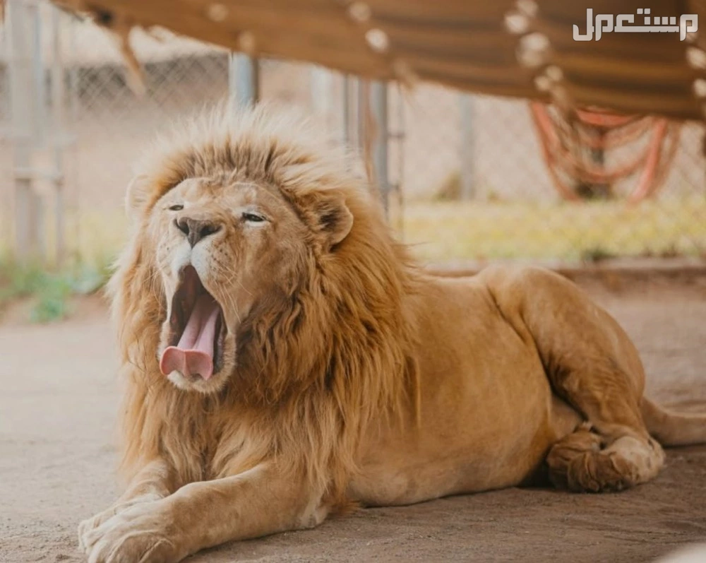 تفسير حلم الأسد الأليف في المنام للعزباء والمتزوجة والمطلقة والرجل حلم الأسد الأليف في المنام