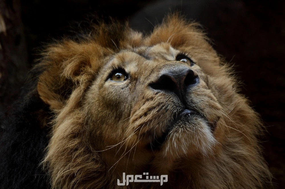 تفسير حلم الأسد الأليف في المنام للعزباء والمتزوجة والمطلقة والرجل تفسير حلم الأسد الأليف في المنام