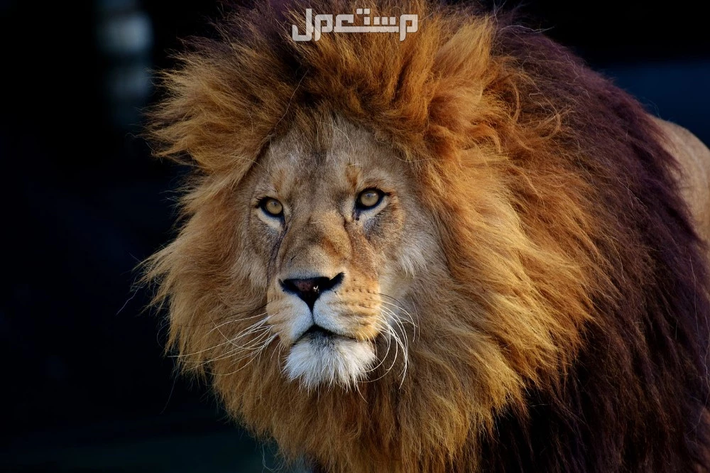 تفسير حلم الأسد الأليف في المنام للعزباء والمتزوجة والمطلقة والرجل رؤية الأسد في المنام للمتزوجة