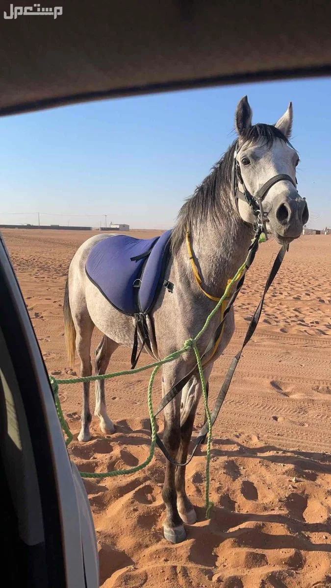 حصان شعبي  في رماح بسعر 4500 ريال سعودي