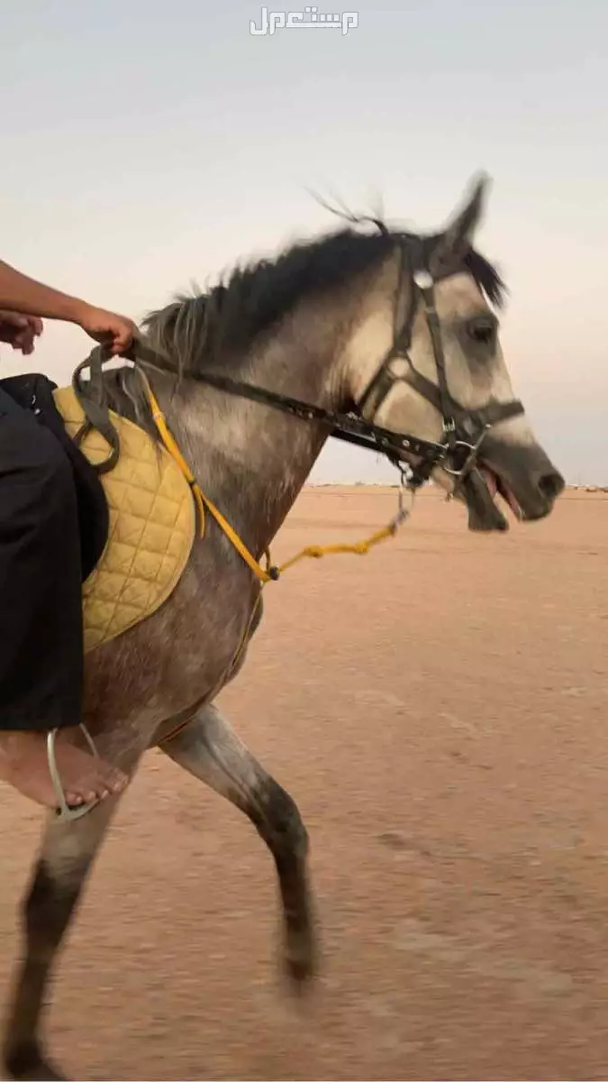 حصان شعبي  في رماح بسعر 4500 ريال سعودي
