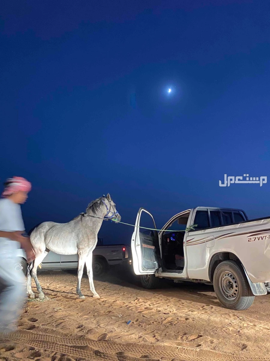 حصان شعبي  في رماح بسعر 4500 ريال سعودي