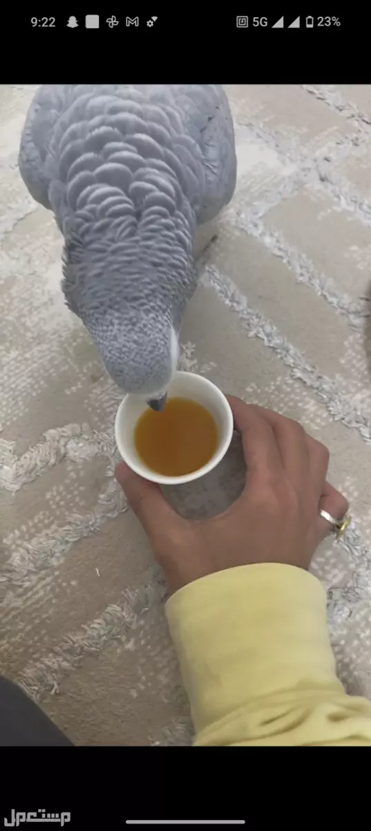 كاسكو متكلم ومتدرب  في الطائف بسعر 3 آلاف ريال سعودي