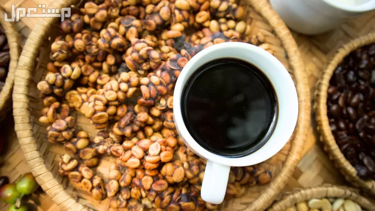 أفضل 10 أنواع قهوة عربية فاخرة مع الأسعار والتفاصيل قهوة Kopi Luwak