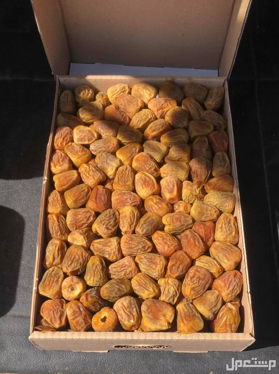 تمر سكري مفتل من مزارعنا بالقصيم طيب ب الحيل