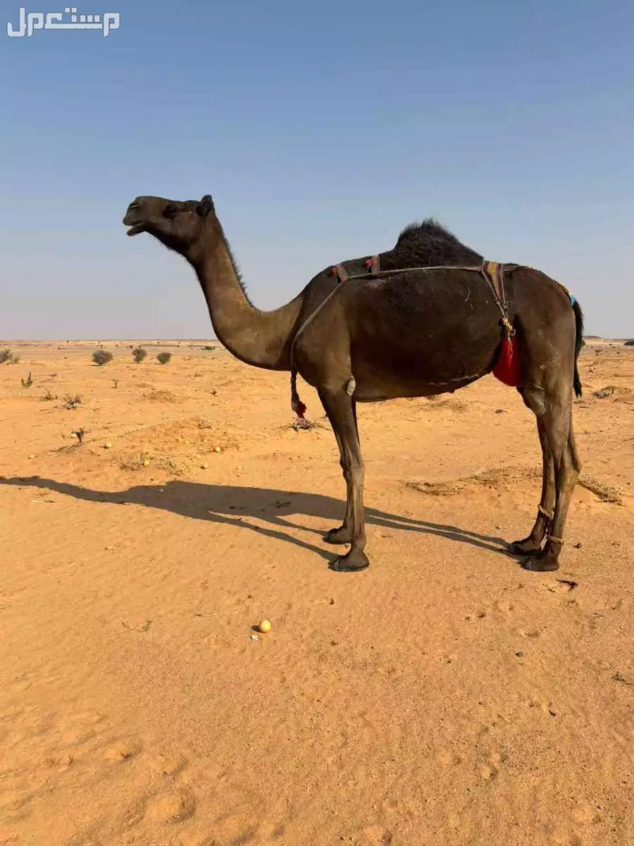 للبيع خلفه مجهم ب 10500 سنها : رباع