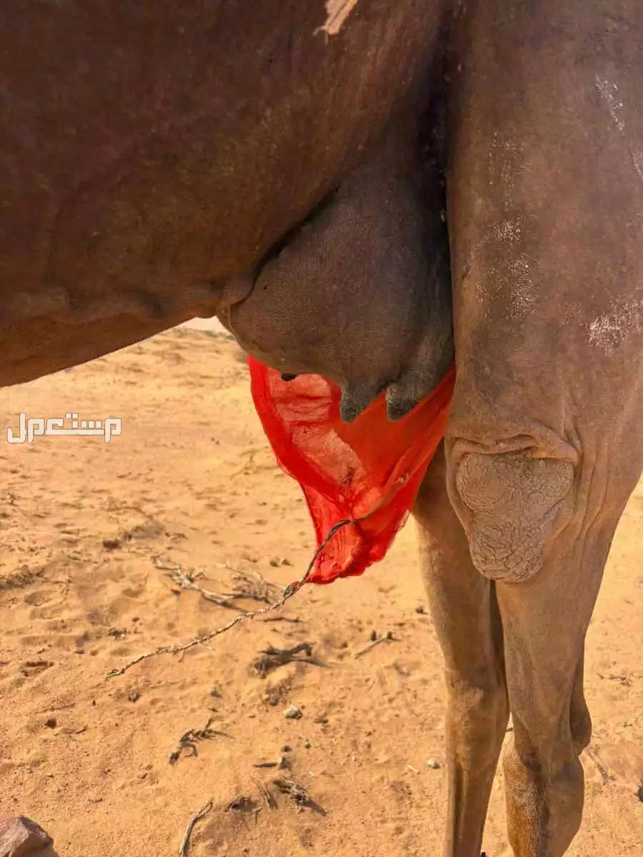 للبيع خلفه مجهم ب 10500 سنها : رباع