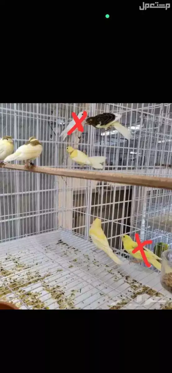البيع كناريات في مكة المكرمة الاسعار في الاعلان