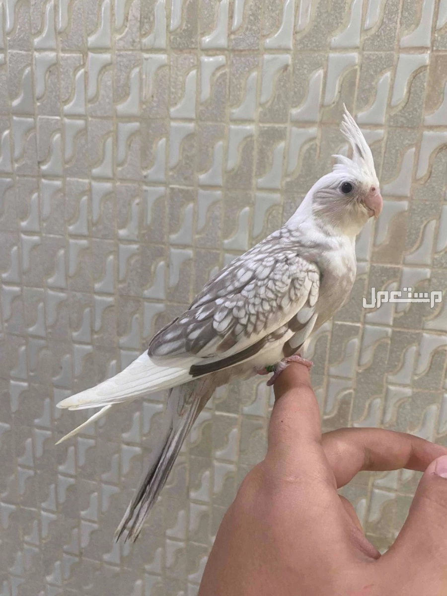 كروان اليف جدا ومحب للأطفال وبلون مميز وهدد