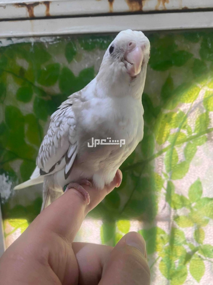 كروان اليف جدا ومحب للأطفال وبلون مميز وهدد