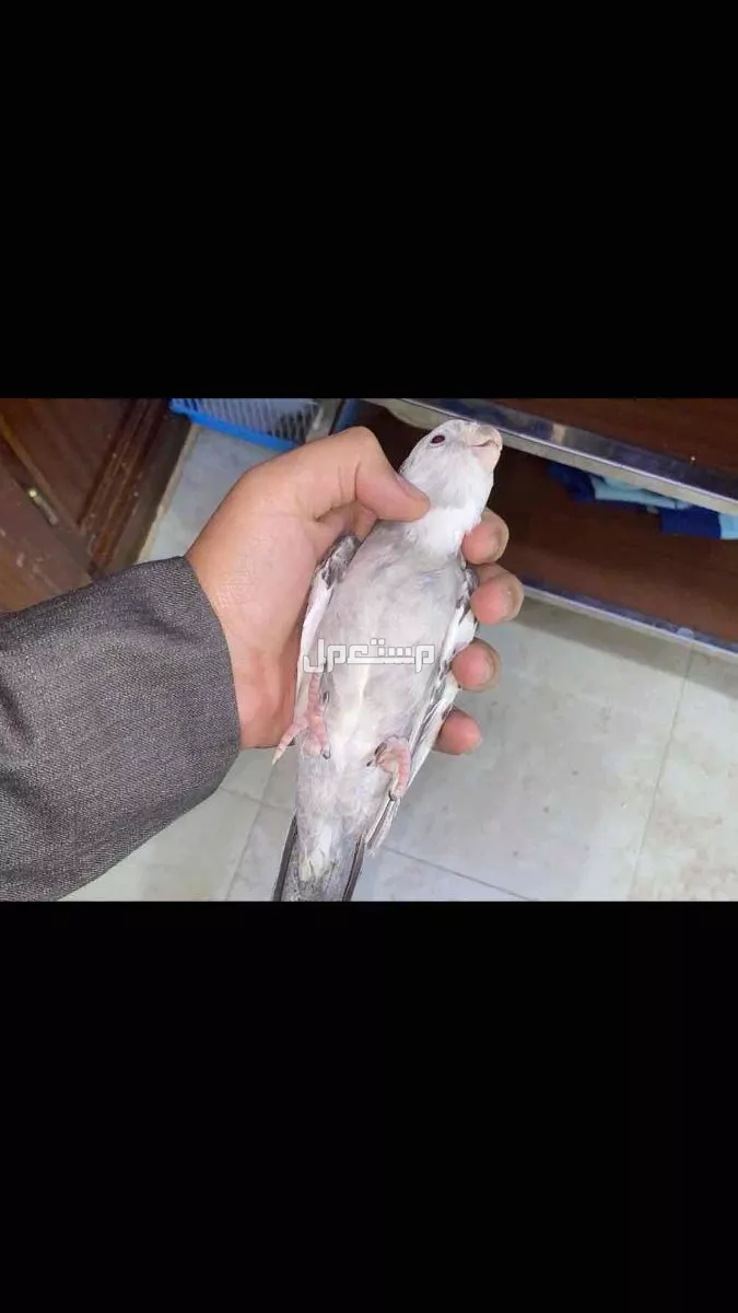 طير كروان على السوم في الرياض بسعر 350 ريال سعودي