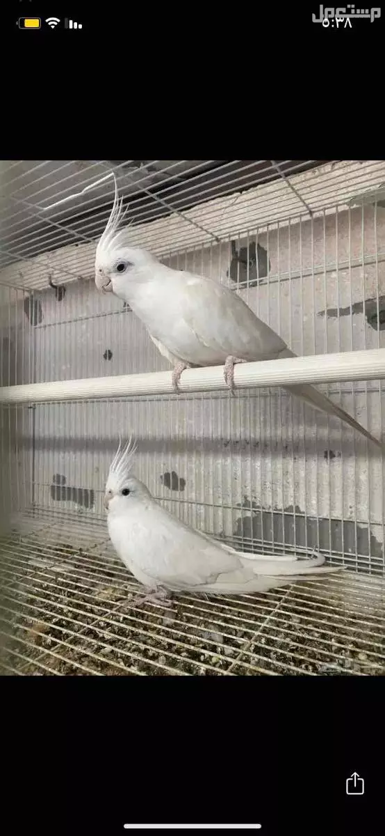 للبيع     جوز  كروان   الابينو   عيون  حمر