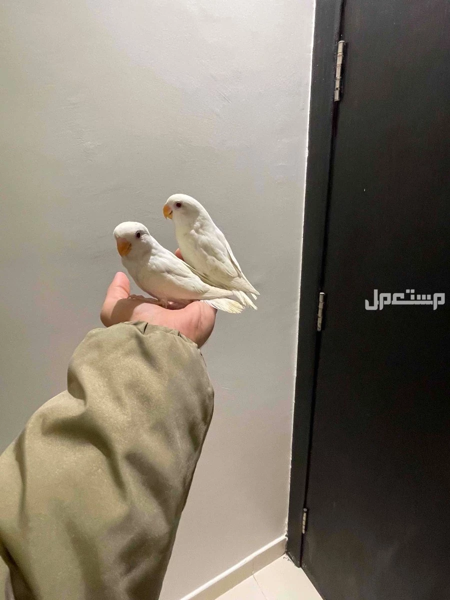طيور روز اليفه في الدمام بسعر 400 ريال سعودي