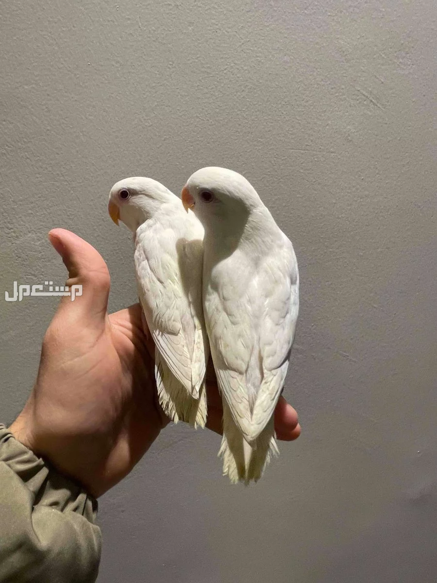 طيور روز اليفه في الدمام بسعر 400 ريال سعودي
