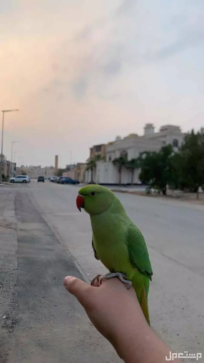 بغبغاء دره متلكم للبيع  في الرياض بسعر 650 ريال سعودي