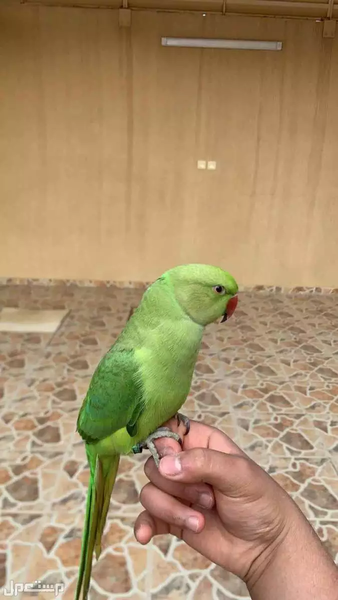 بغبغاء دره متلكم للبيع  في الرياض بسعر 650 ريال سعودي