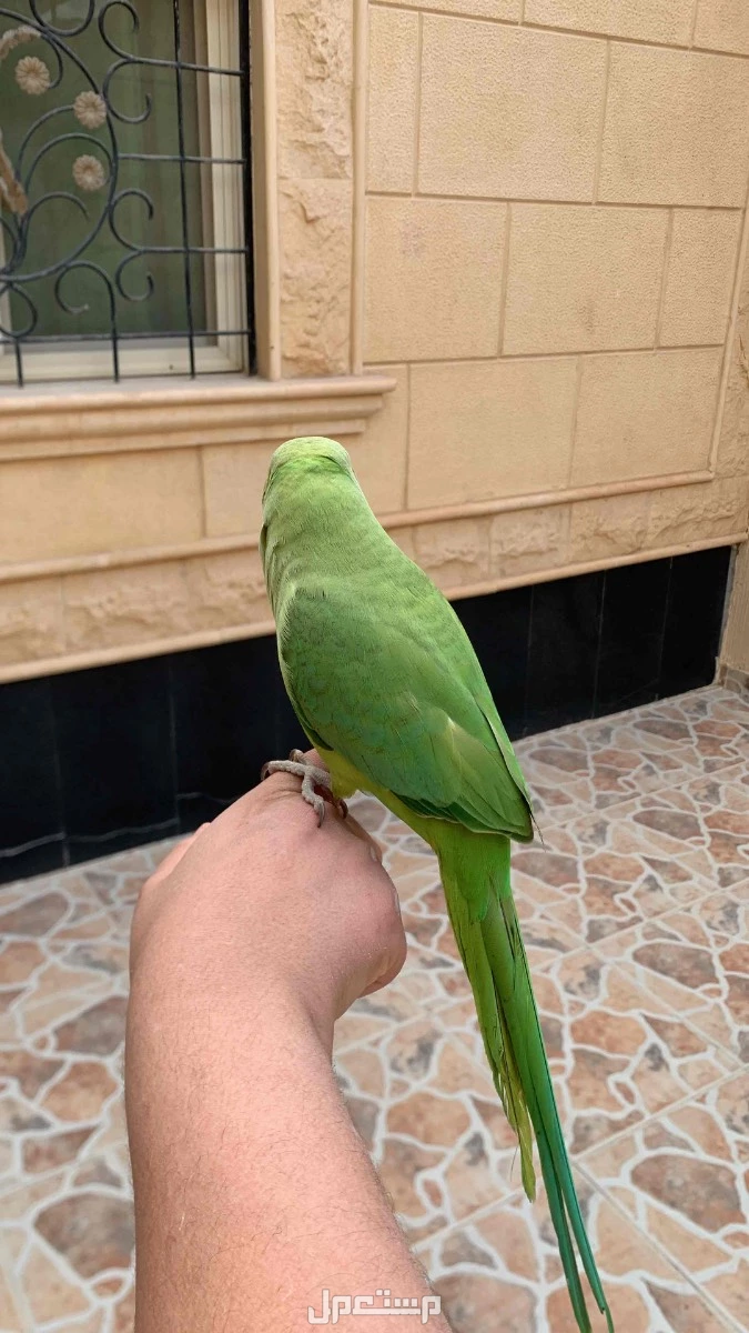 بغبغاء دره متلكم للبيع  في الرياض بسعر 650 ريال سعودي