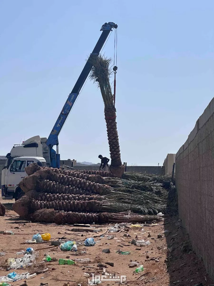 نخيل جثايث  للبيع جده مكه الطائف