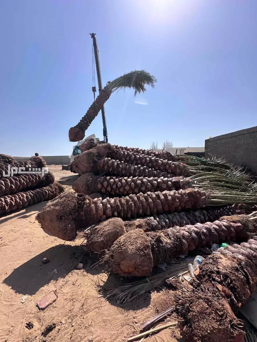 نخيل جثايث  للبيع جده مكه الطائف