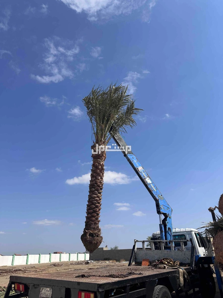 نخيل جثايث  للبيع جده مكه الطائف