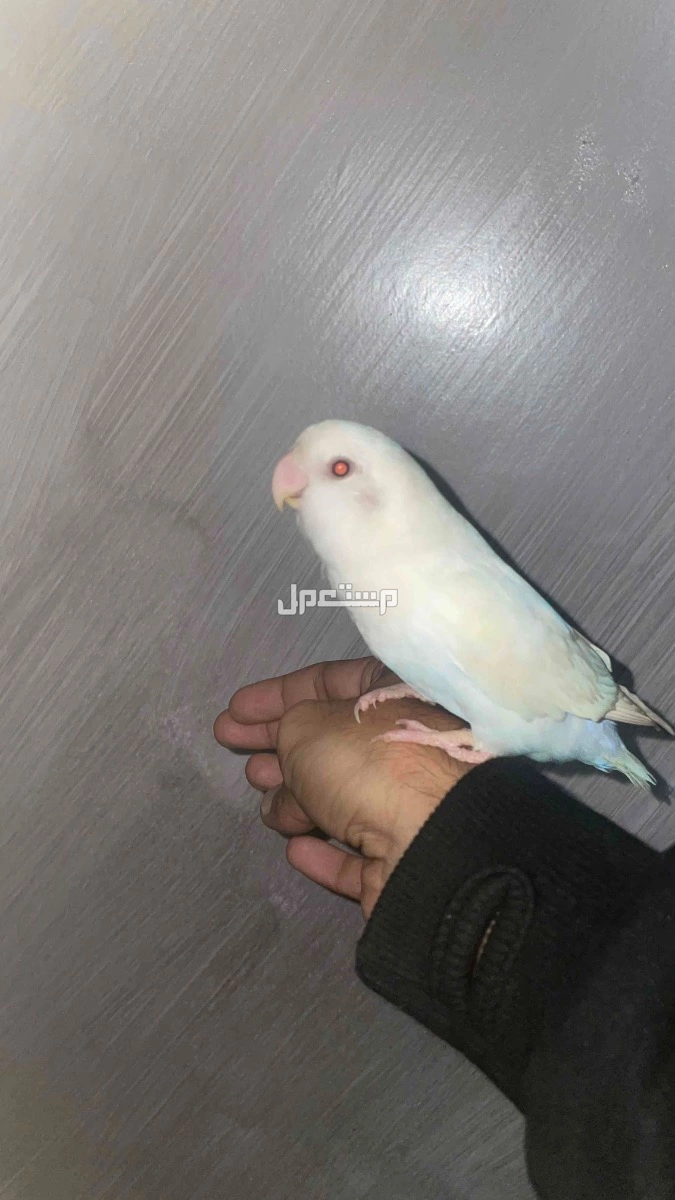 طير روز في الطائف بسعر 250 ريال سعودي