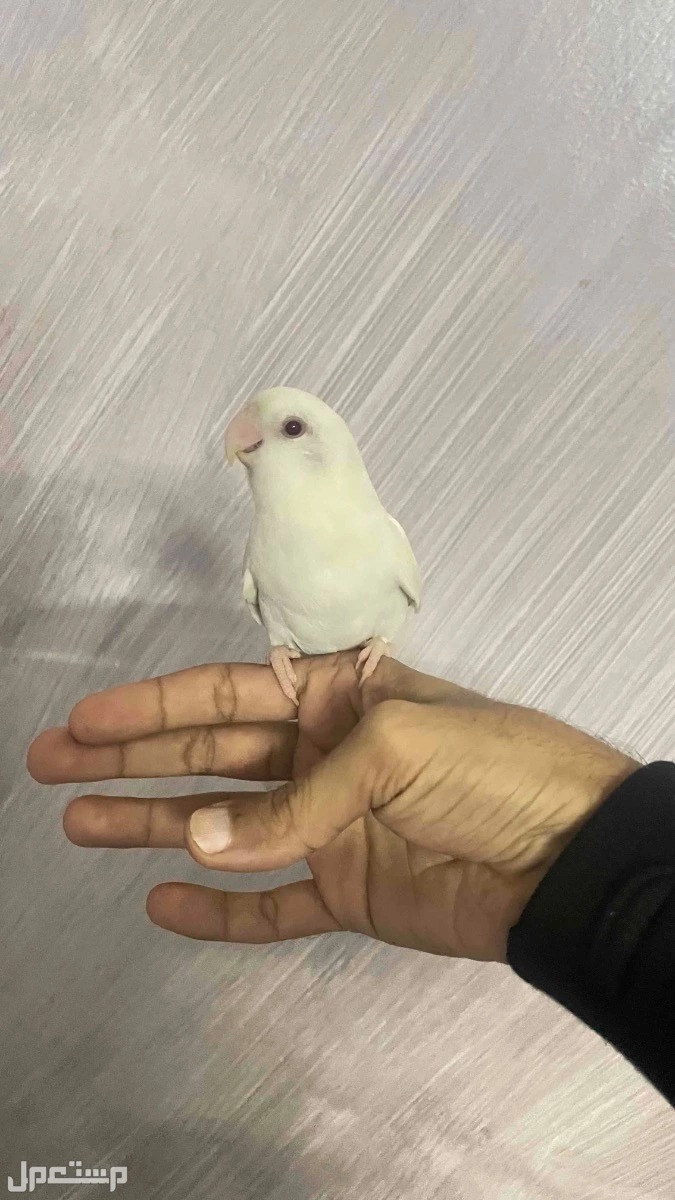 طير روز في الطائف بسعر 250 ريال سعودي