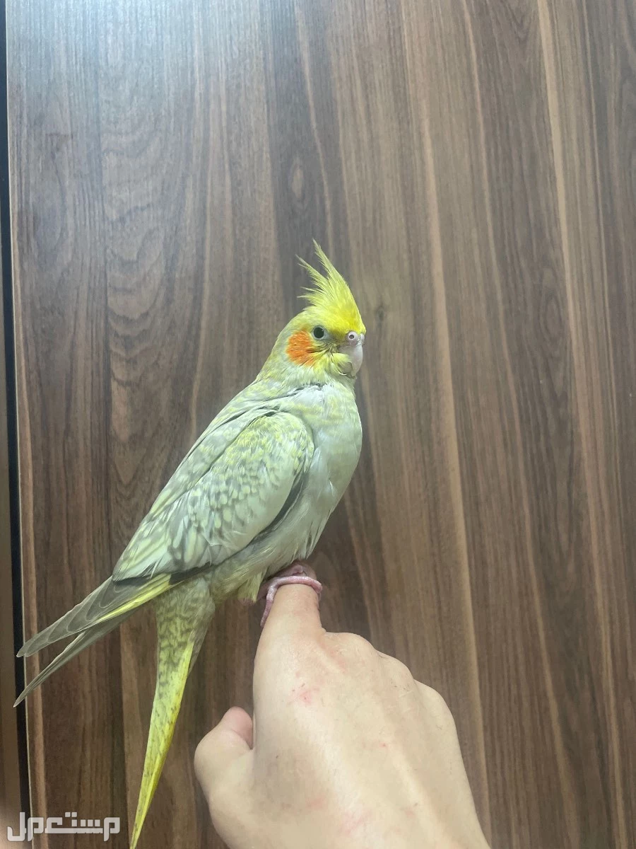 للبيع طير كروان ذكر اليف هدد داخلي