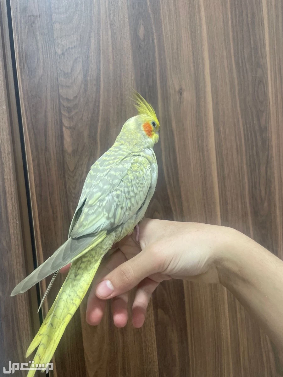 للبيع طير كروان ذكر اليف هدد داخلي