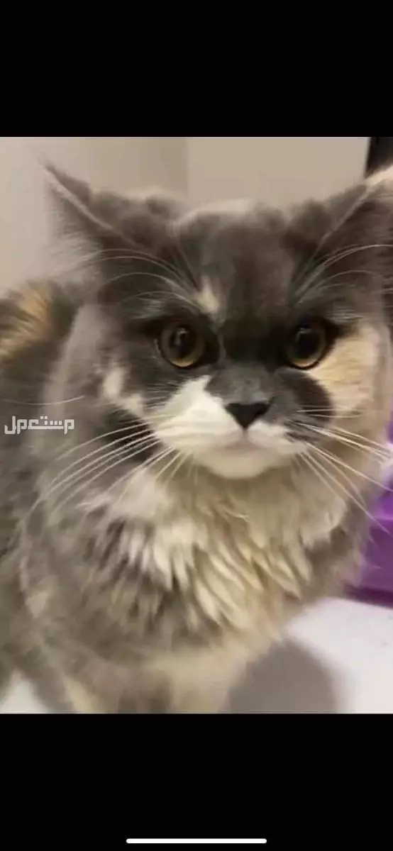 قطه لتبني مجانا في الرياض بسعر 1 ريال سعودي