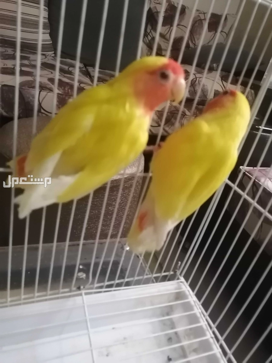 زوجين طيور  روز الزوج الأول لاتينو التاني اينو وفيشر
