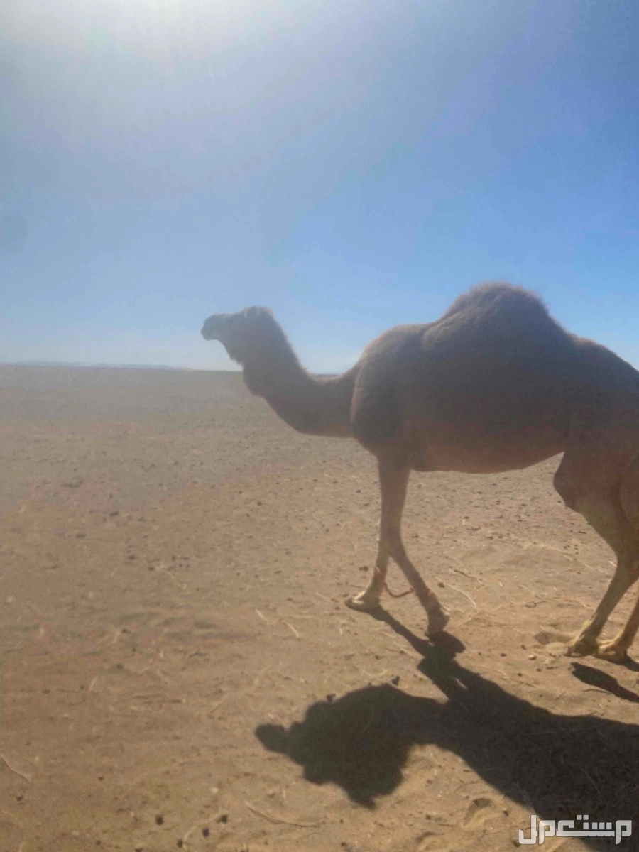 ناقه حايل قعود على سوم  في تبوك بسعر 81 ريال سعودي